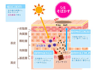 シミができるメカニズム